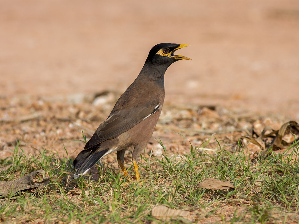 Common Myna
