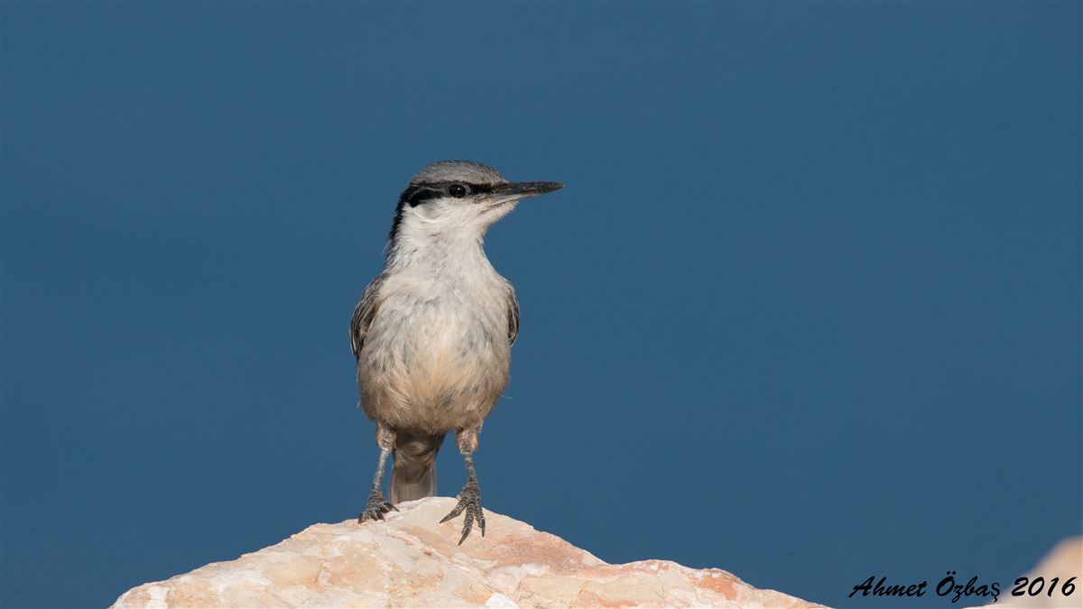 Western Rock Nuthatch