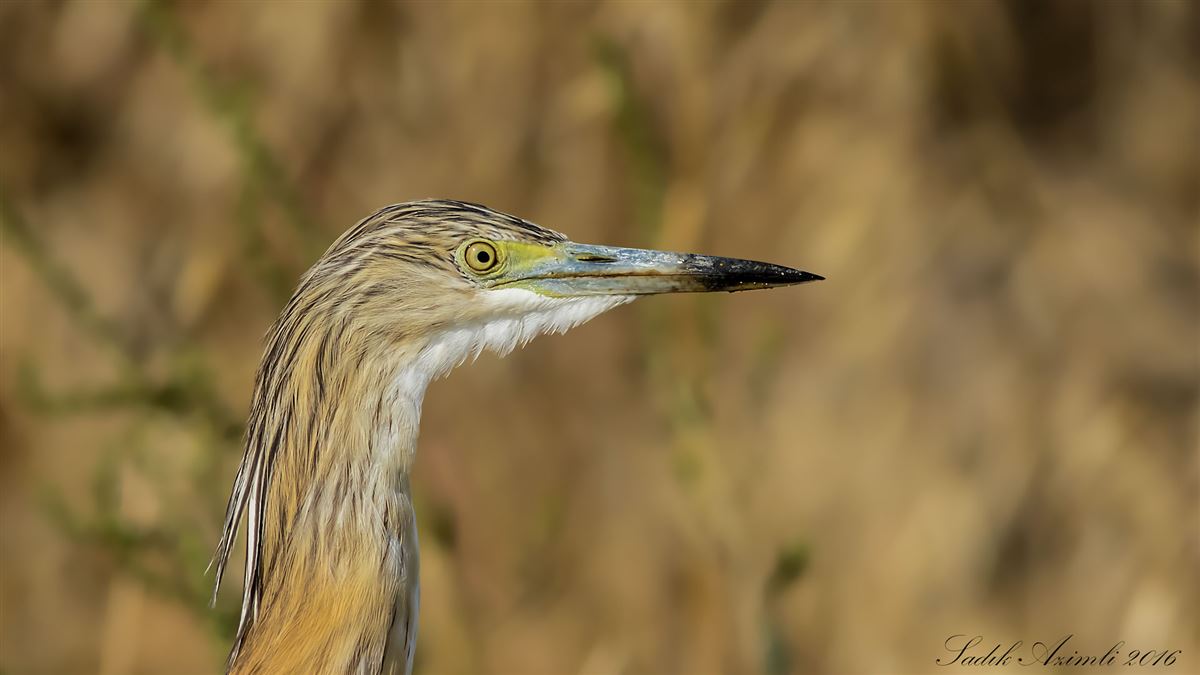 Squacco Heron