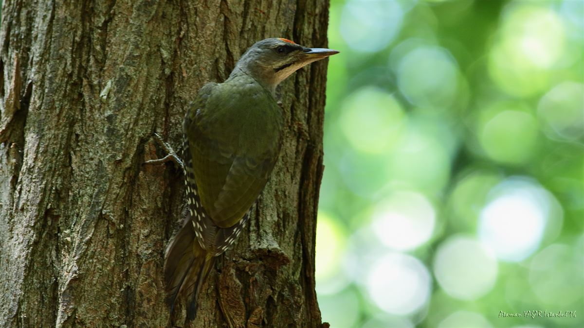 Grey-headed Woodpecker