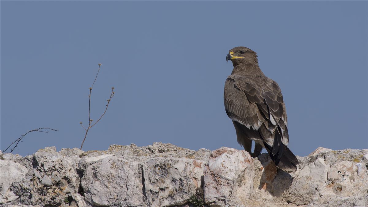 Steppe Eagle