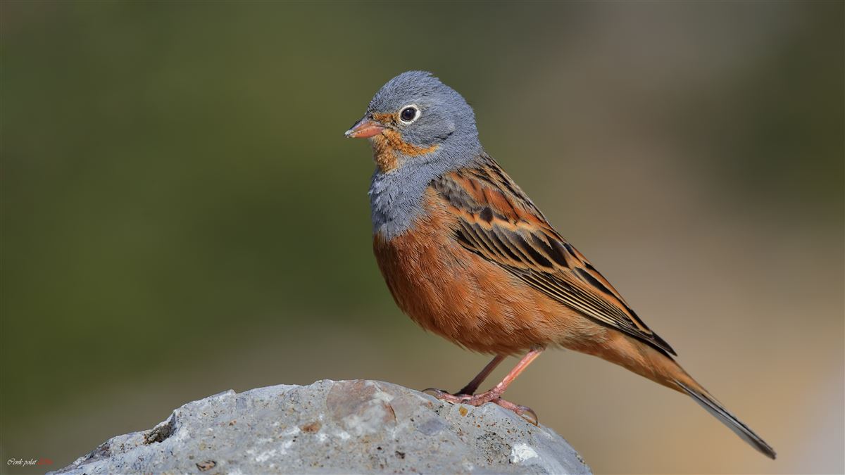 Cretzschmar`s Bunting