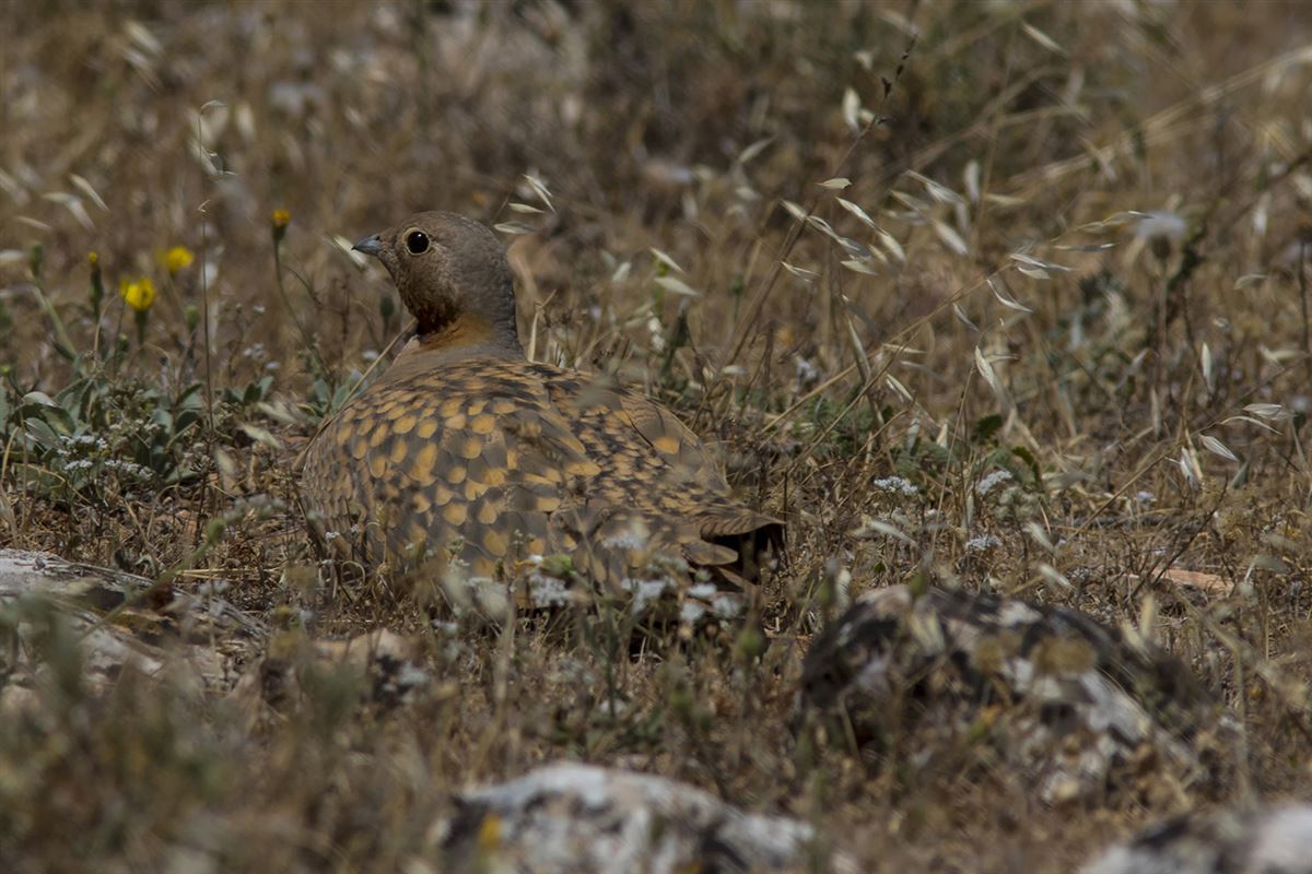 Black-bellied Sandgrouse