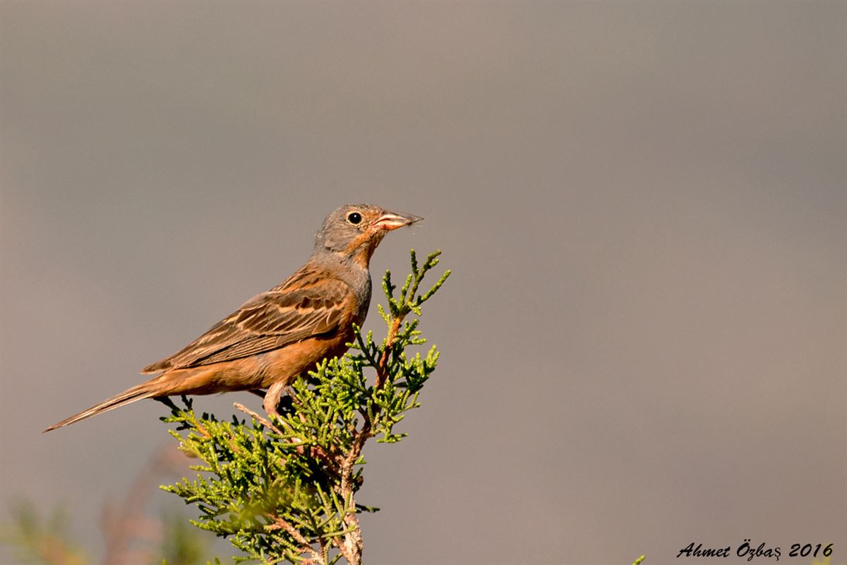 Cretzschmar`s Bunting