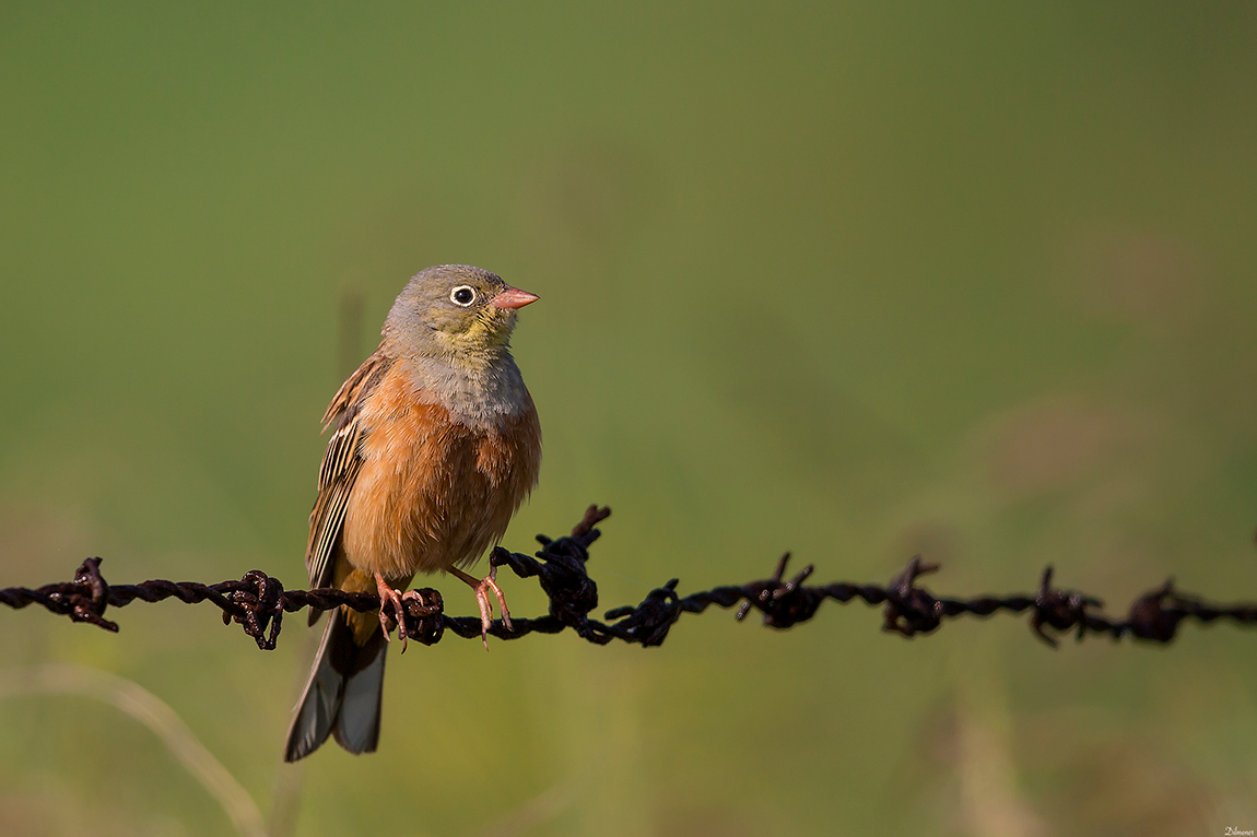 Ortolan Bunting