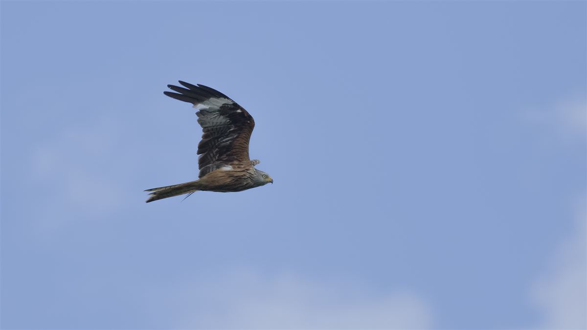 Red Kite