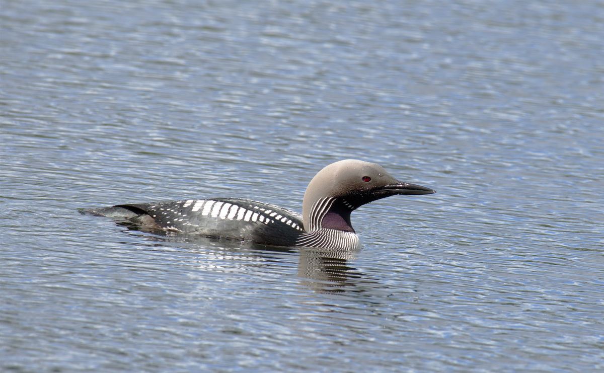 Karagerdanlı Dalgıç