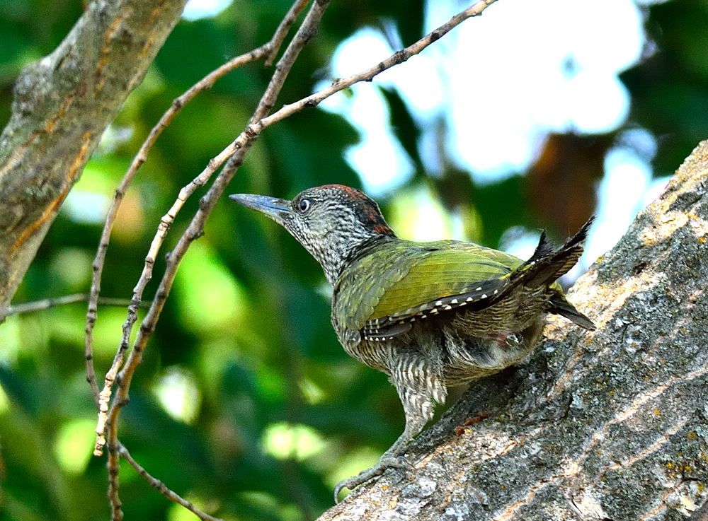 European Green Woodpecker