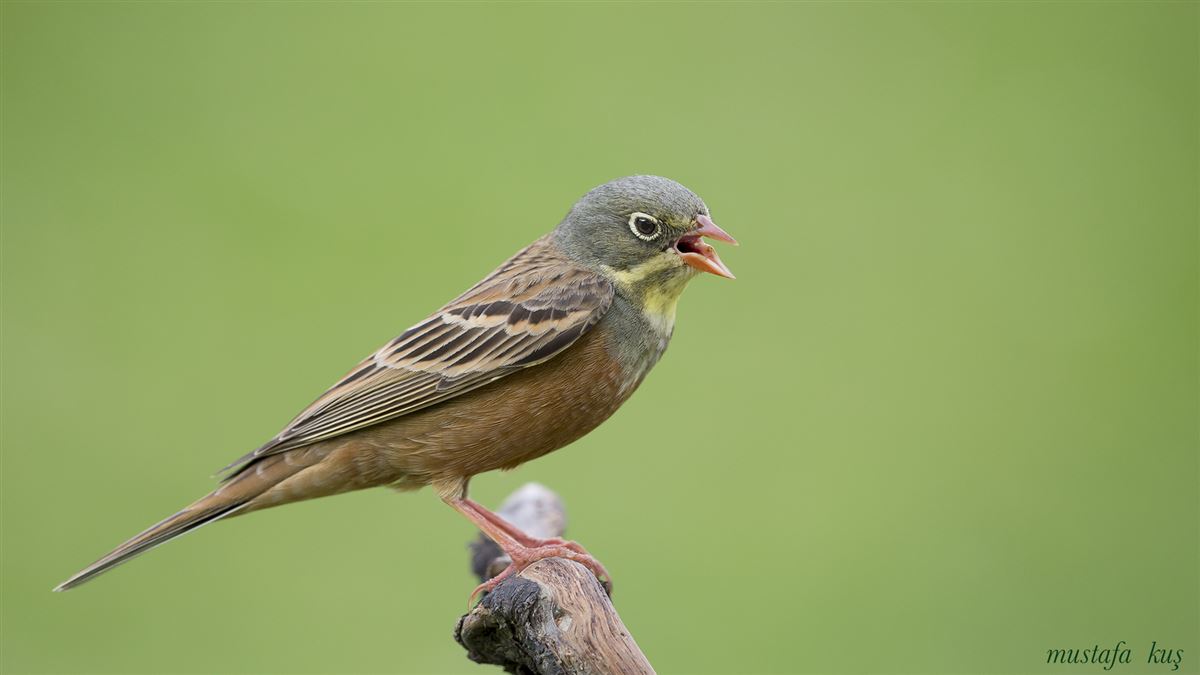 Ortolan Bunting