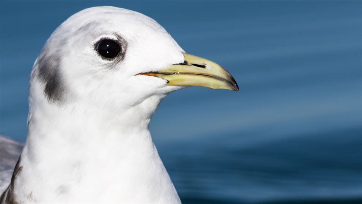 Black-legged Kittiwake