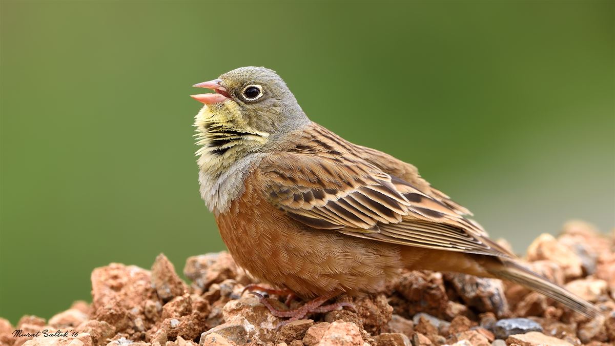Ortolan Bunting