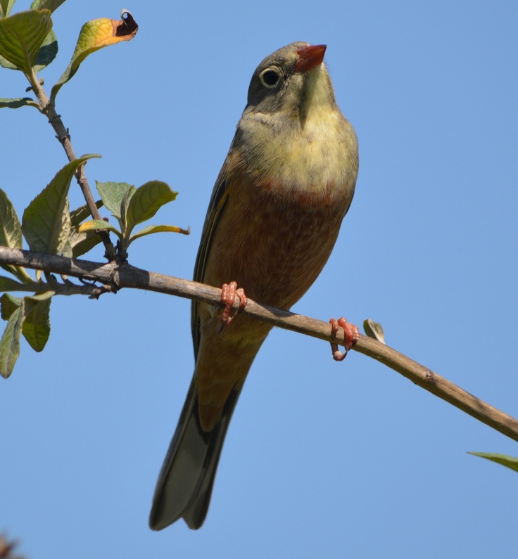 Ortolan Bunting