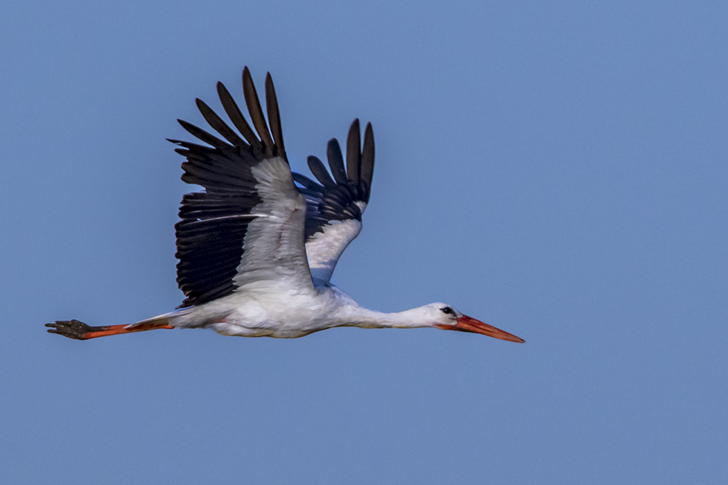 White Stork