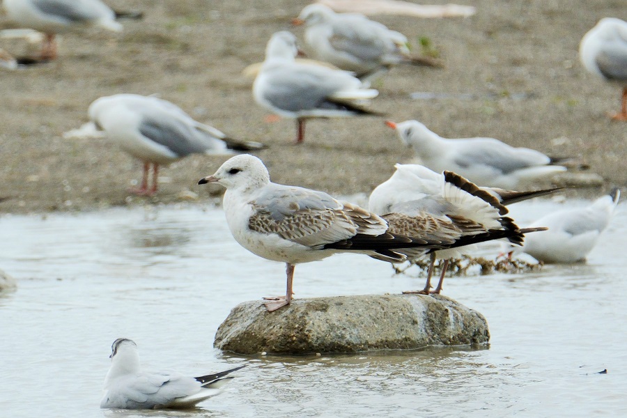 Common Gull