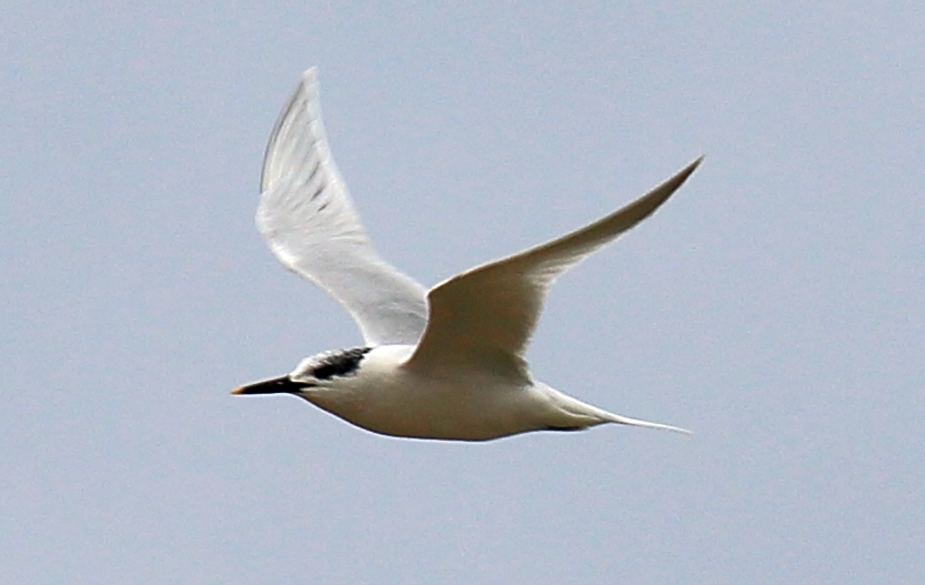 Sandwich Tern