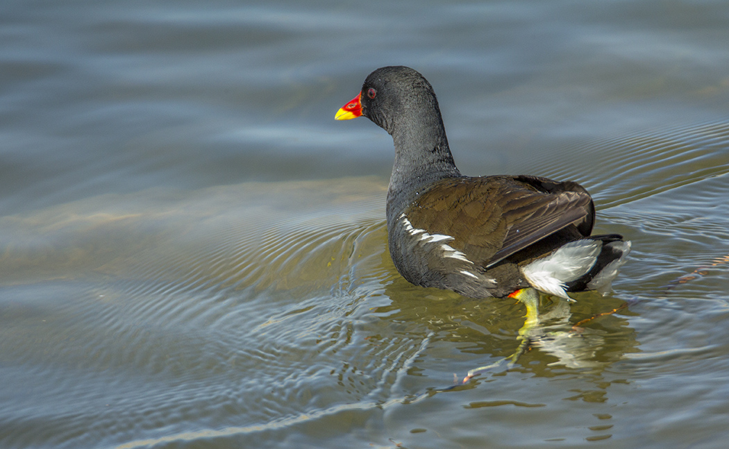 Common Moorhen