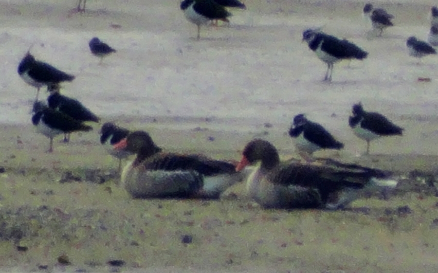 Greylag Goose