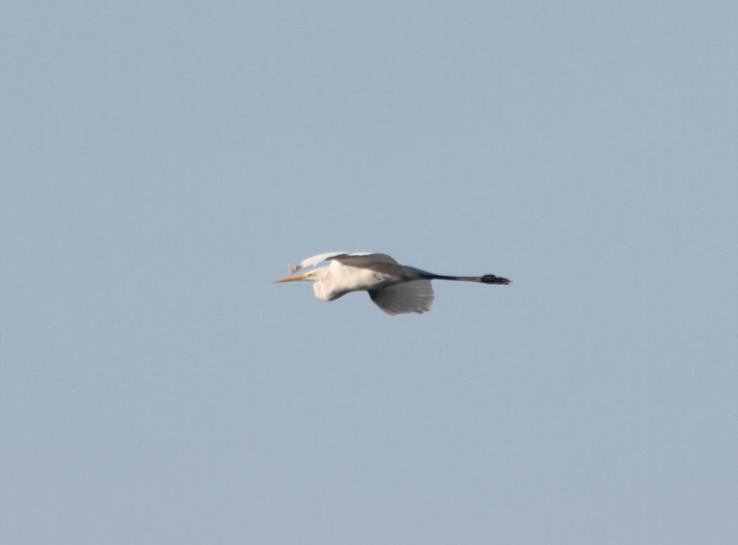 Great Egret
