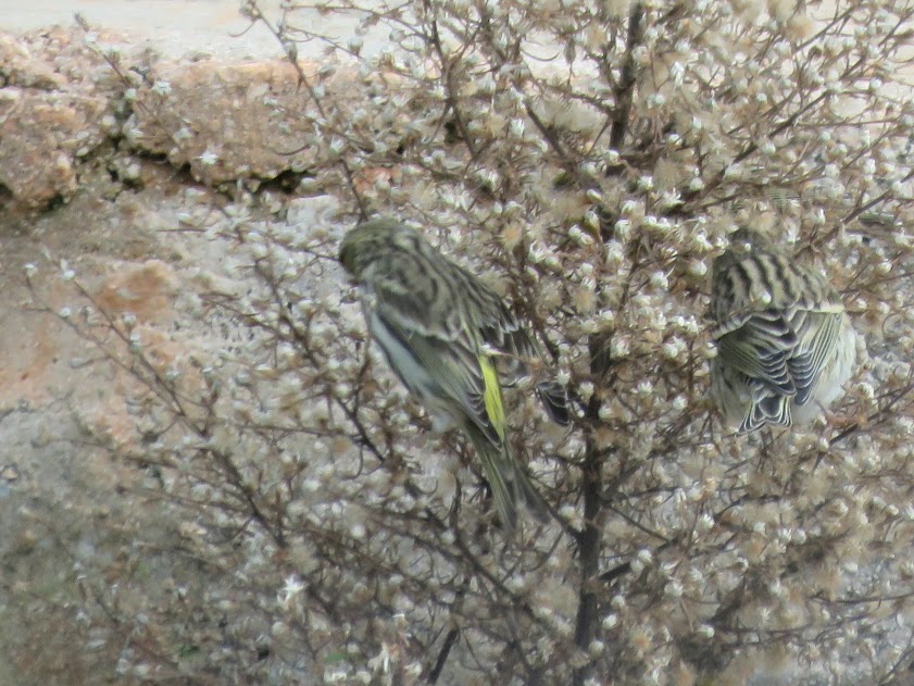 European Serin
