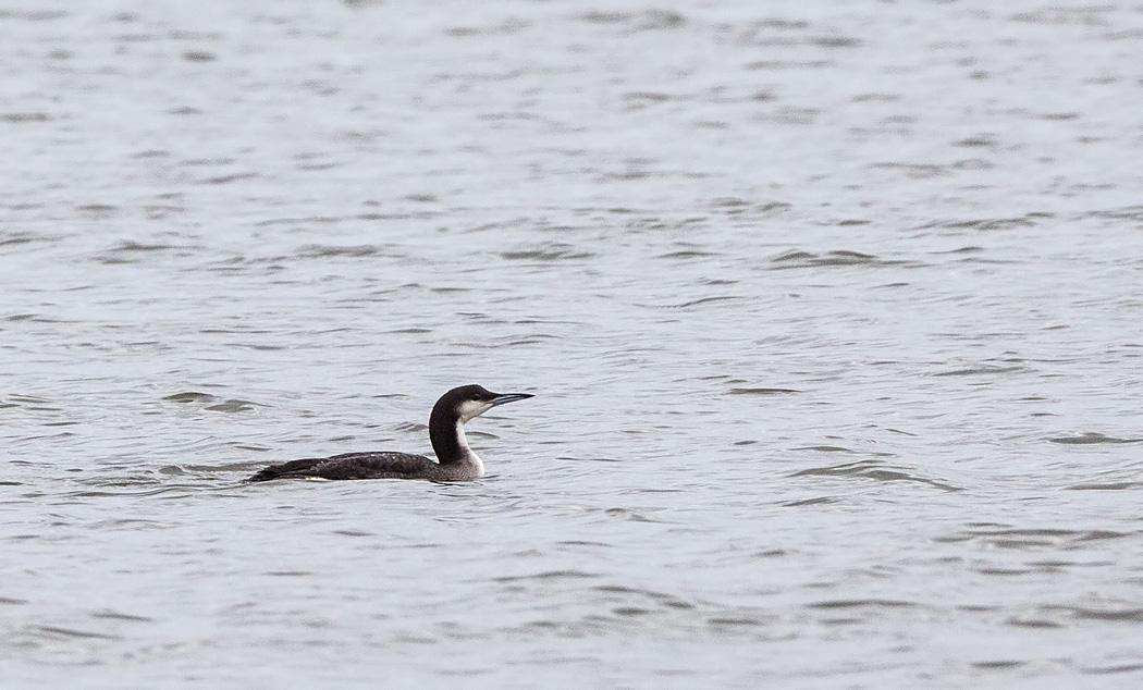 Black-throated Loon