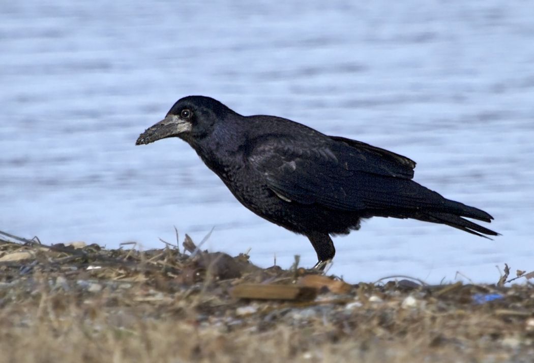 Rook
