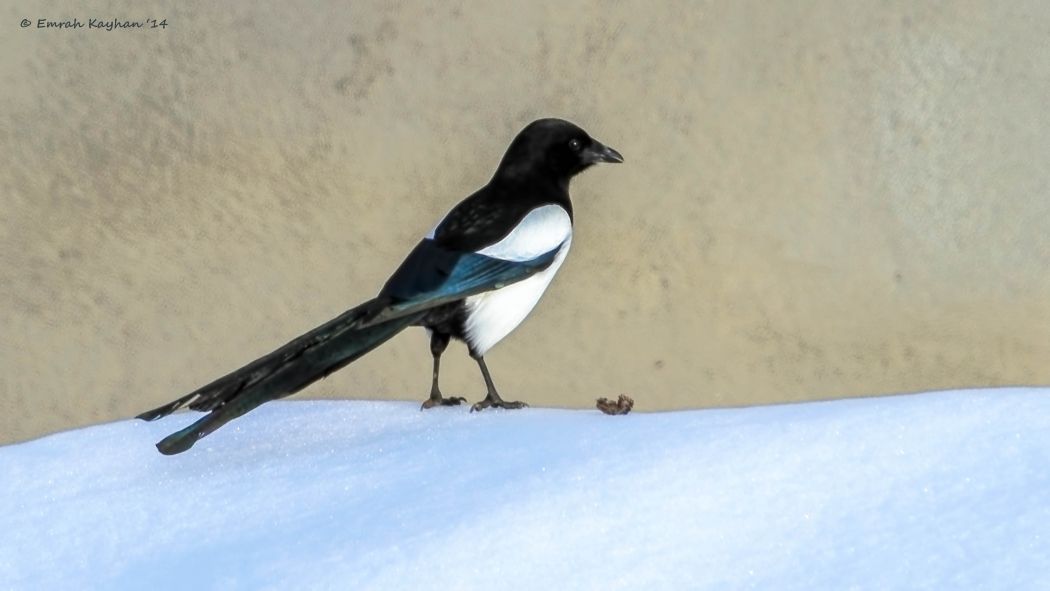 Eurasian Magpie