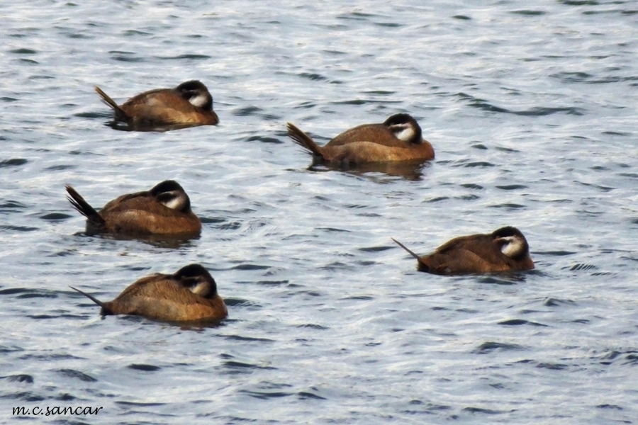 White-headed Duck