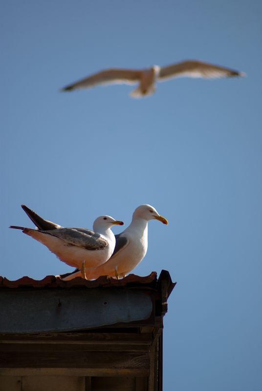 Yellow-legged Gull