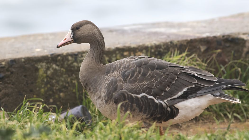 Greater White-fronted Goose