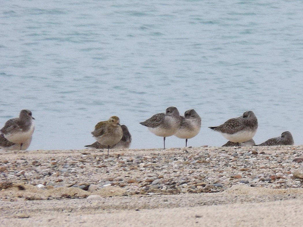 European Golden Plover