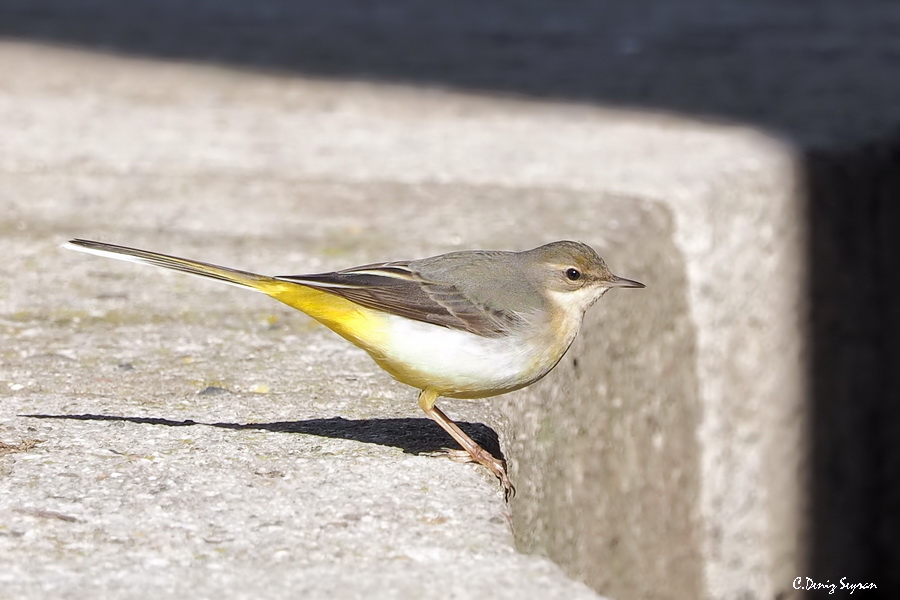 Grey Wagtail