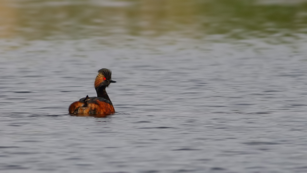 Black-necked Grebe