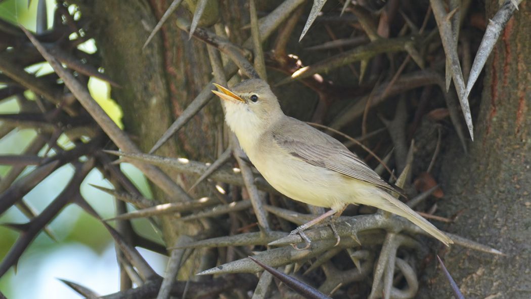Eastern Olivaceous Warbler