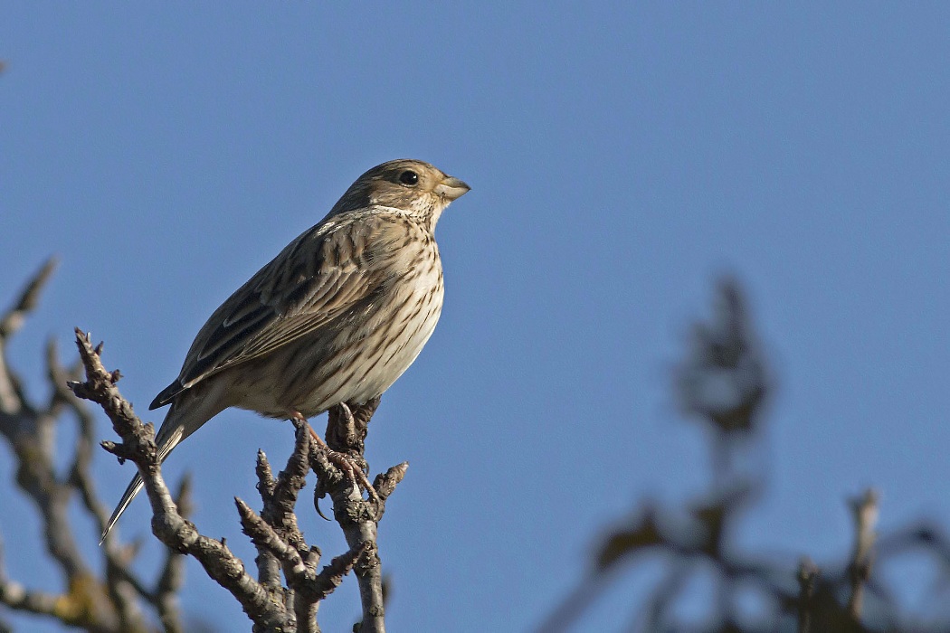 Corn Bunting