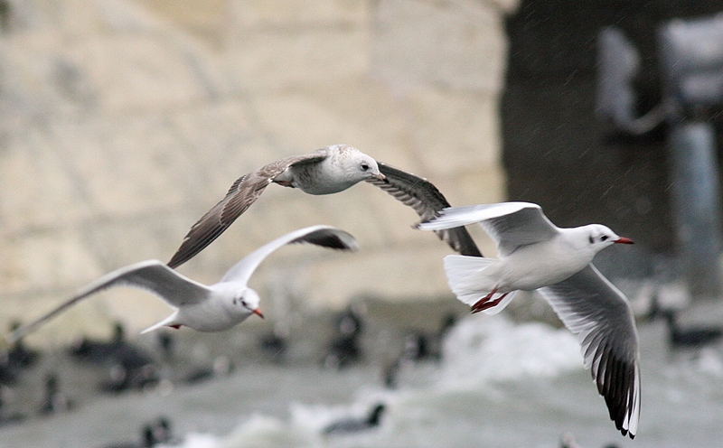 Common Gull