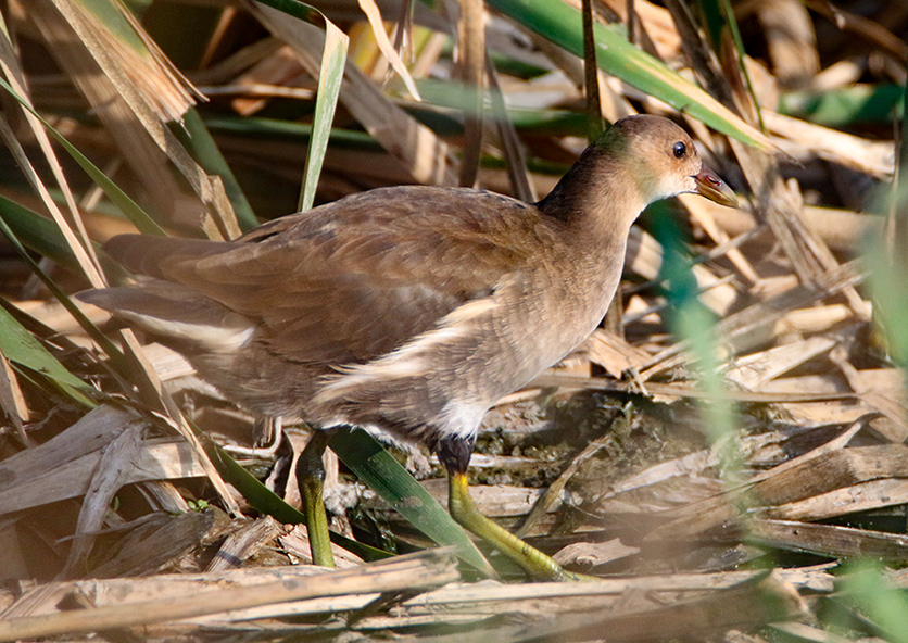 Common Moorhen