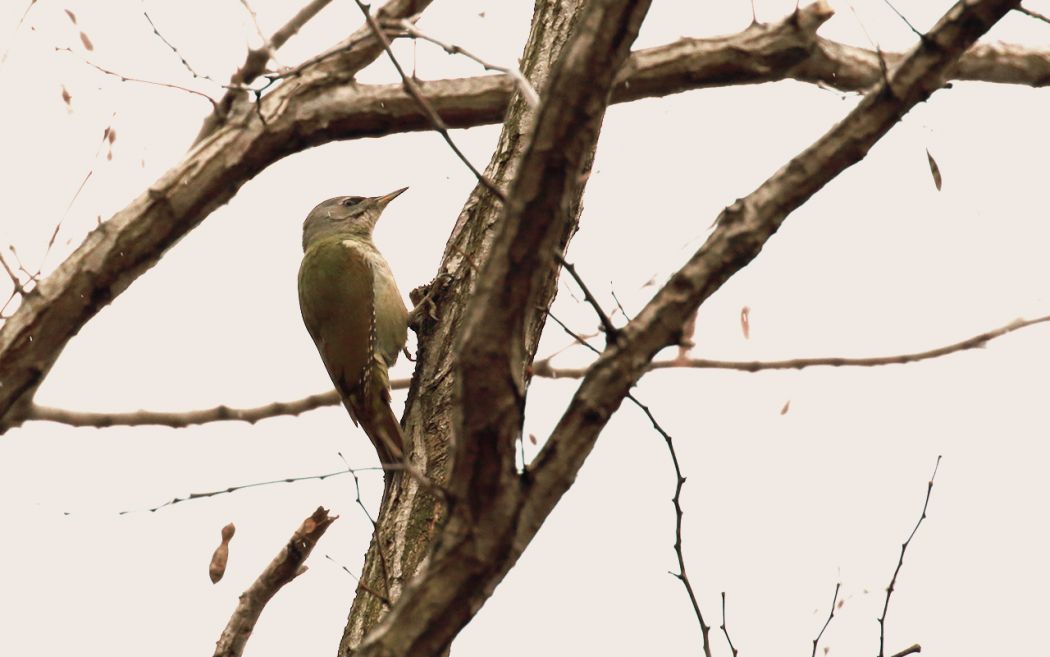 Grey-headed Woodpecker