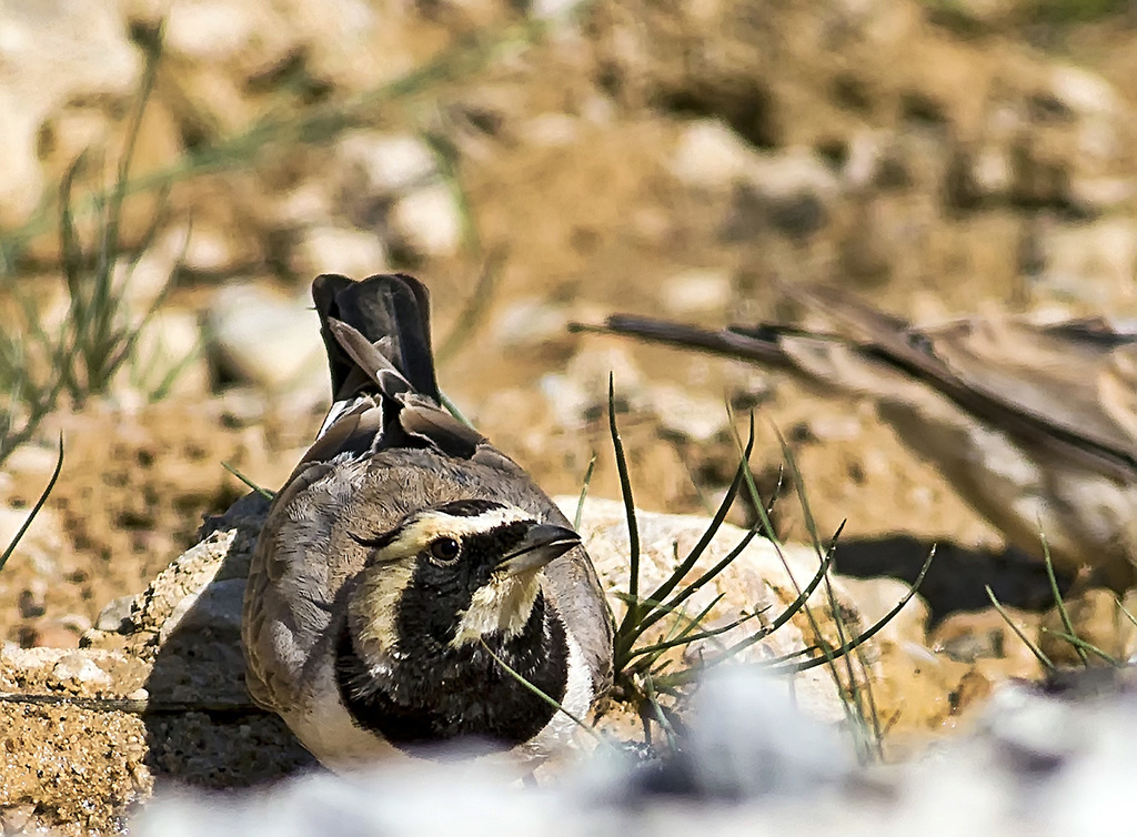 Horned Lark