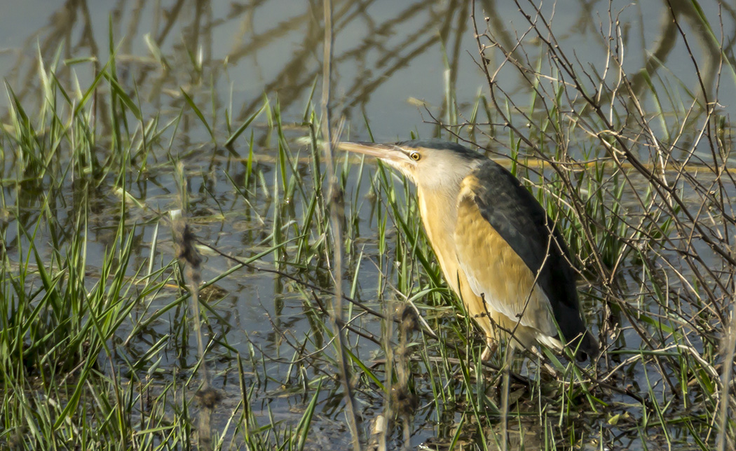 Little Bittern