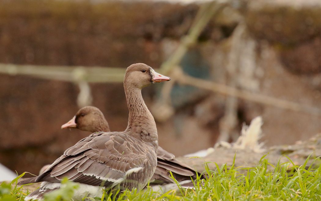 Greater White-fronted Goose