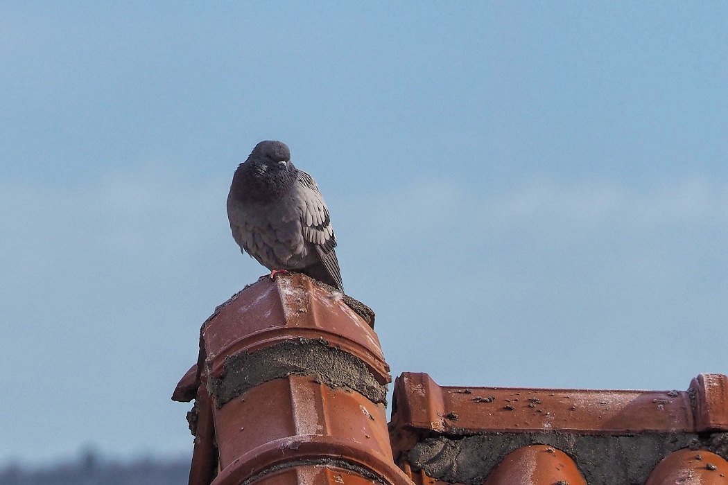 Rock Dove