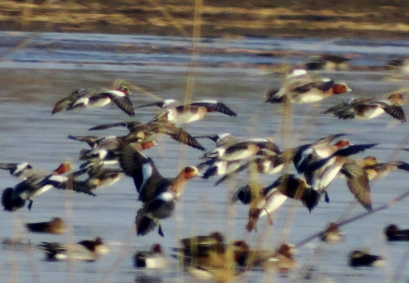 Eurasian Wigeon