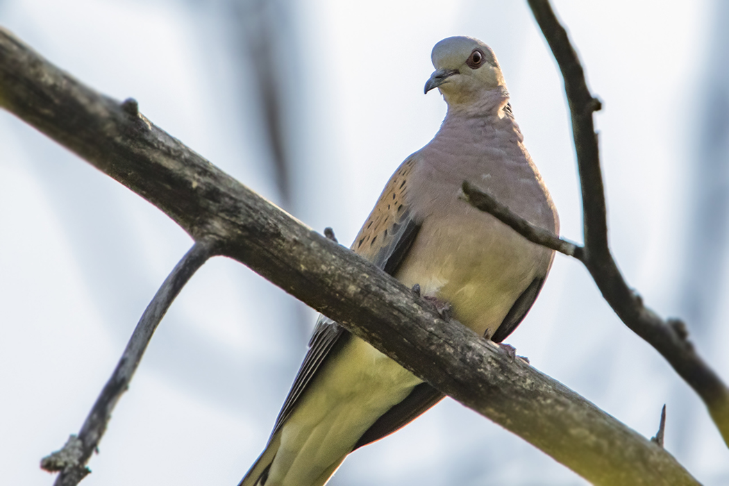 European Turtle Dove