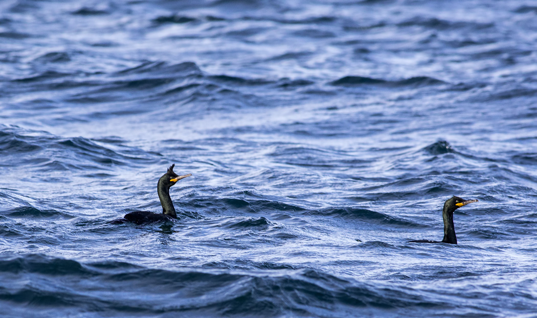 European Shag