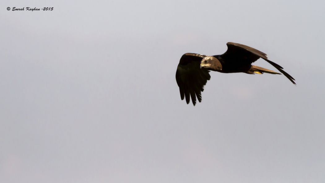 Western Marsh Harrier
