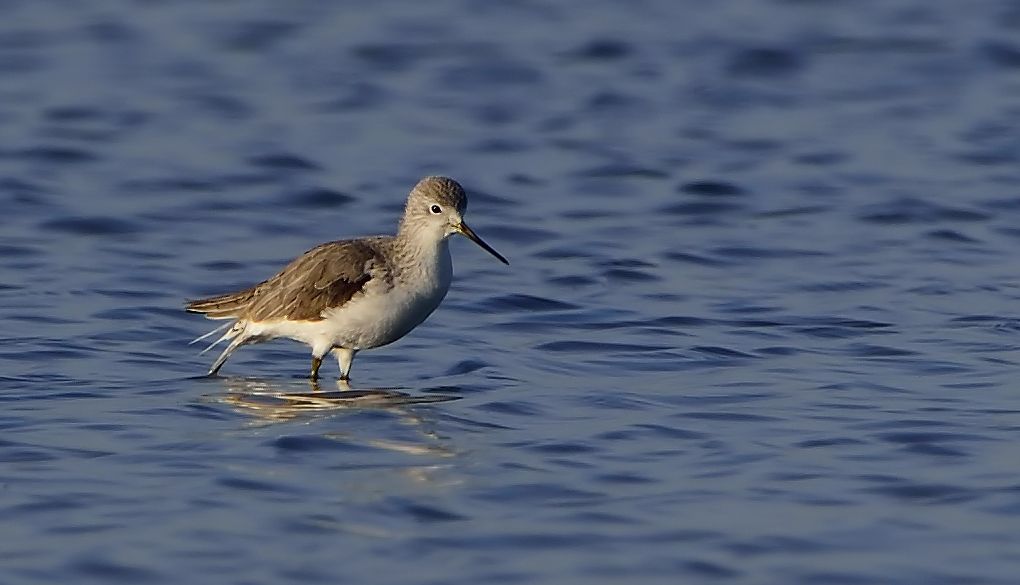 Marsh Sandpiper