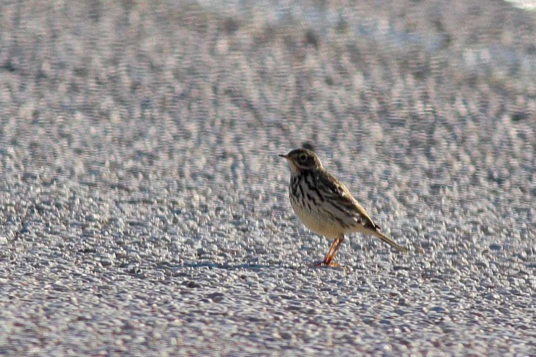 Meadow Pipit