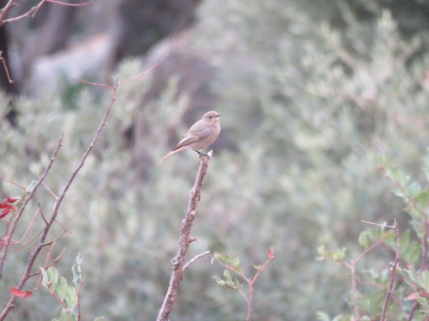 Black Redstart