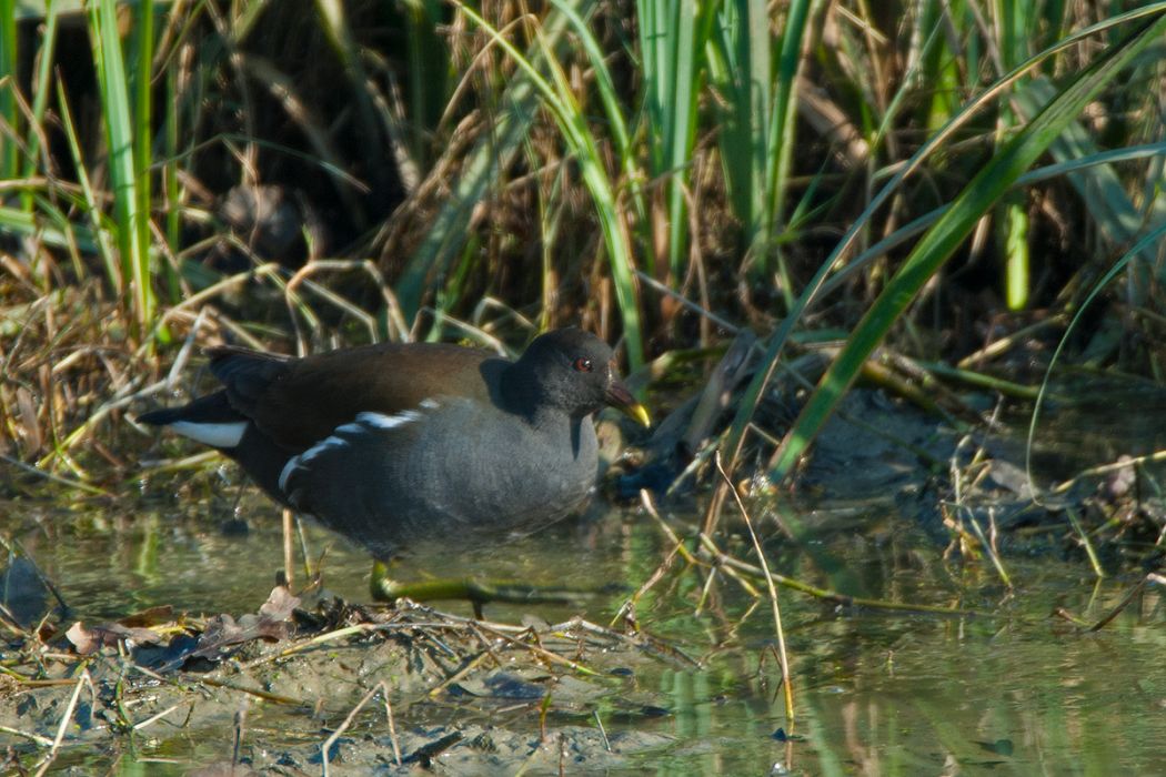 Common Moorhen