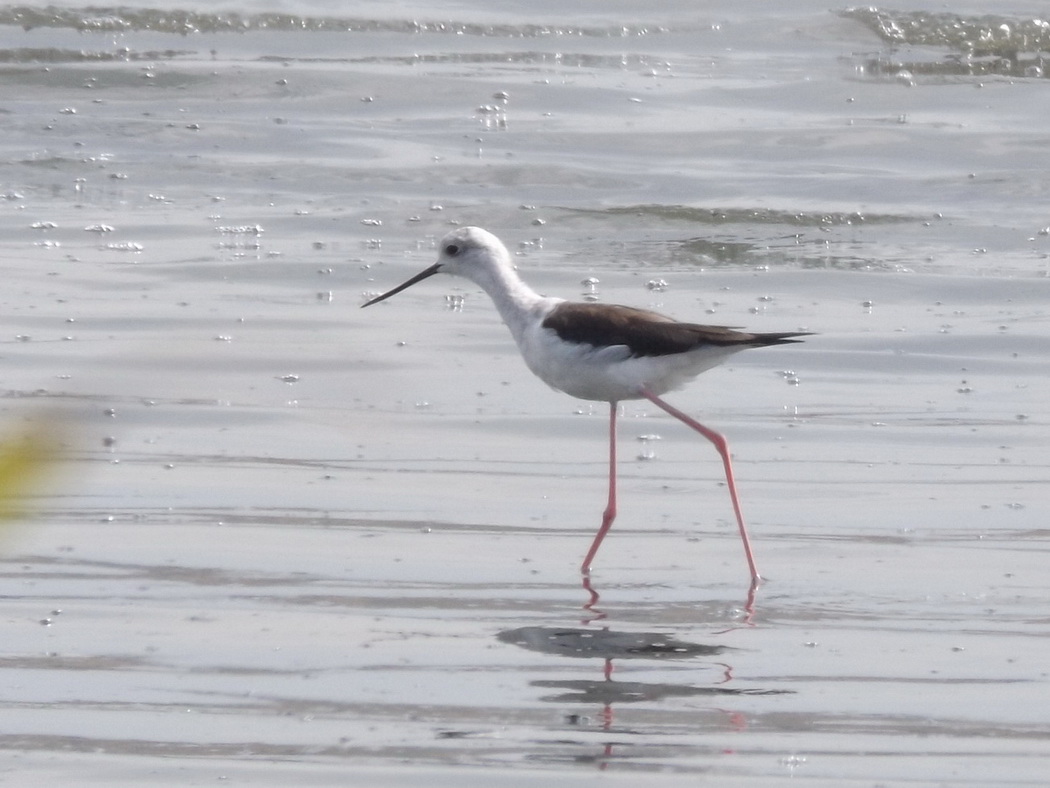 Black-winged Stilt